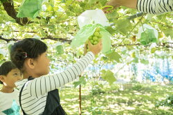 【ふるさと納税】【農家さん応援企画!!】【訳あり】　塩尻市産 家庭用シャインマスカット1.8kg＜出荷時期：2021年10月中旬〜10月末＞【食べて応援!!】【 フルーツ 葡萄 ぶどう 長野県 塩尻市 】･･･ 画像1