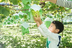 【ふるさと納税】【農家さん応援企画!!】【訳あり】　塩尻市産 家庭用シャインマスカット1.8kg＜出荷時期：2021年10月中旬〜10月末＞【食べて応援!!】【 フルーツ 葡萄 ぶどう 長野県 塩尻市 】･･･ 画像2