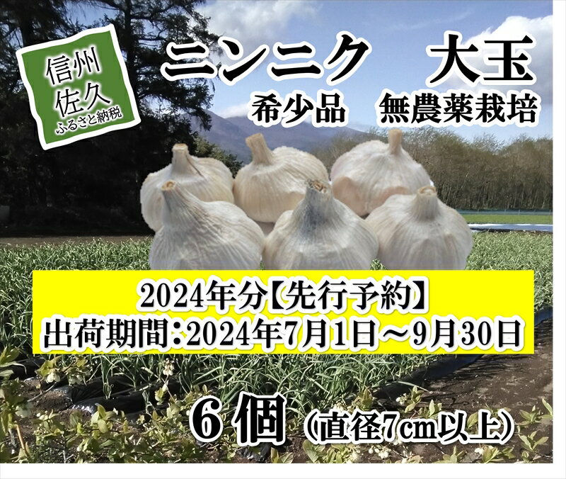 【ふるさと納税】【希少品】ニンニク大玉　6個（直径7cm以上）　生にんにく　無農薬栽培　ホワイト六片種　最高級　〈出荷時期:2024年7月1日～2024年9月30日〉【小林農園　安心安全 長野県 佐久市 】