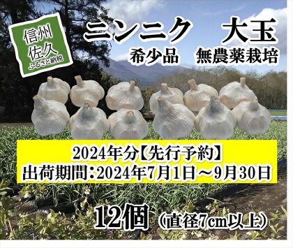 【希少品】ニンニク大玉　12個（直径7cm以上）　生にんにく　無農薬栽培　ホワイト六片種　最高級　〈出荷時期:2024年7月1日～2024年9月30日〉【小林農園　 長野県 佐久市 】