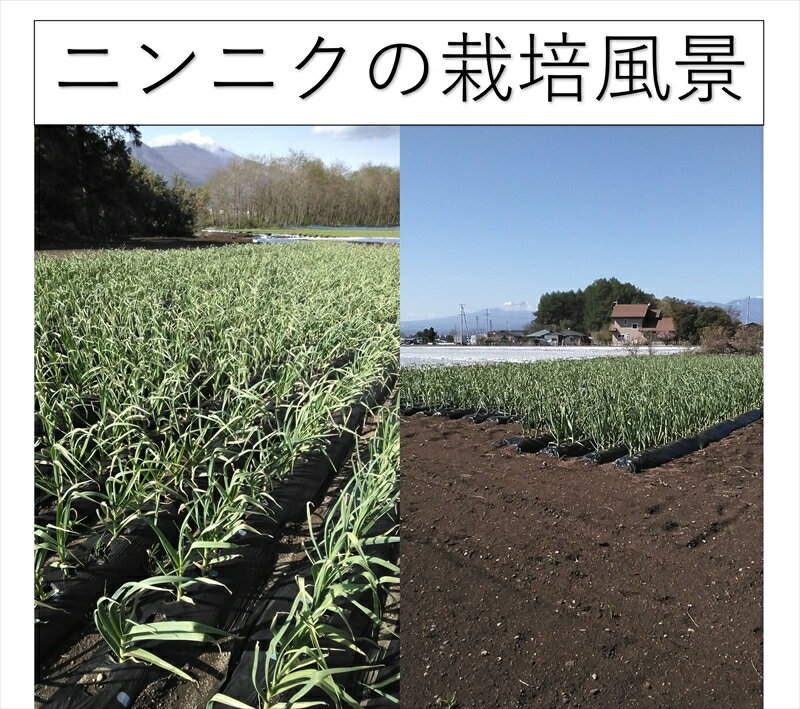 【ふるさと納税】【希少品】ニンニク大玉　12個（直径7cm以上）　生にんにく　無農薬栽培　ホワイト六片種　最高級　〈出荷時期:2024年7月1日～2024年9月30日〉【小林農園　 長野県 佐久市 】