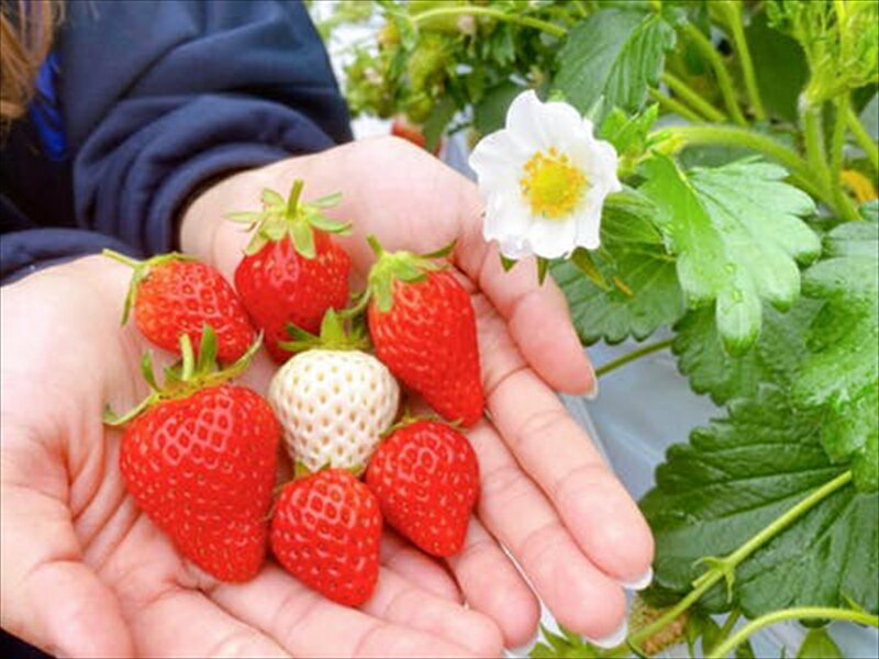 【ふるさと納税】おいしさそのまま瞬間冷凍！冷凍イチゴ約2kg（沖縄県・離島は発送不可）苺 ストロベリー 信州 | イチゴ 冷凍苺 産直 新鮮 フルーツ 井上寅雄農園 長野県 佐久市 旬彩 】