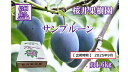 【ふるさと納税】長野県産プルーン『サンプルーン』 家庭用 約1.6kg(400g×4)<2025年9月出荷/北海島・沖縄・離島は配送不可>信州 果物 旬彩 先行予約 期間限定 国産 【長野県佐久市 サンプルーン ミネラルやビタミン、食物繊維などが豊富 長野県 佐久市 旬彩】