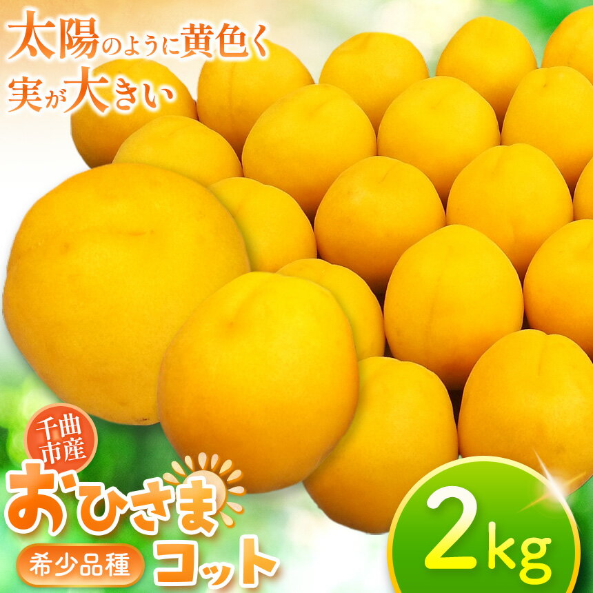 生食用 あんず おひさまコット 2kg 【配送期間：2024年6月中旬から7月上旬頃】 千曲市はあんずの里として昔からあんずの栽培が盛んにおこなわれてきました。 おひさまコットはその名の通り、太陽のように黄色く実が大きいのが特徴です。 ＜生...