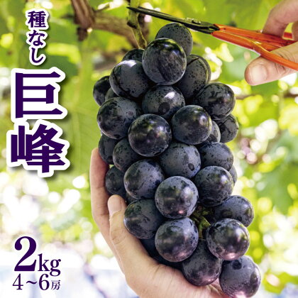 種無し巨峰 2kg (4～6房） ｜ 先行 予約 ぶどう 葡萄 種なし フルーツ 特産品 千曲市 長野県 人気 くだもの おやつ ながの きょほう