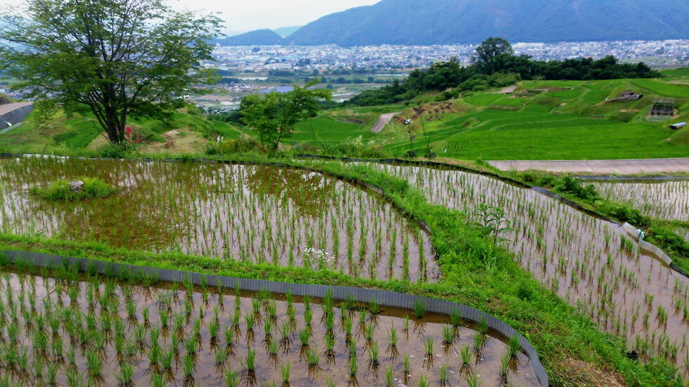 �ڤդ뤵��Ǽ�ǡۡ�����7ǯ����թ�� �� ê�� �ץ�ߥ��� �����ҥ��� �� ê��ɱ �� 5kg ���٤������� 3����/6����/12����| ���� Ĺ�� ��ʻ� ����̵��