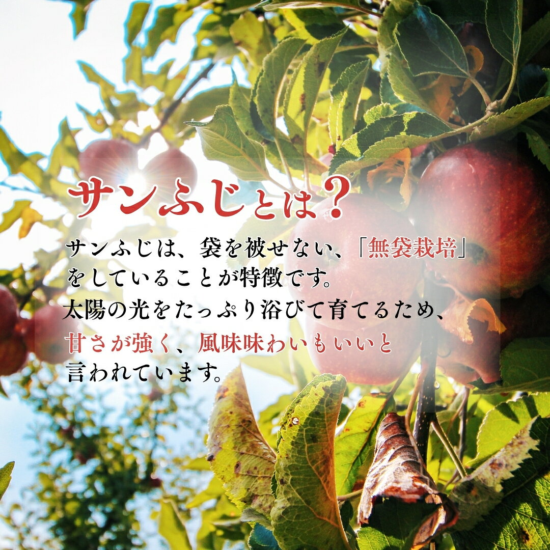 【ふるさと納税】千曲市産 サンふじ りんご 約5kg 小玉 訳あり 家庭用 | 林檎 リンゴ アップル 果物 くだもの フルーツ 5キロ わけあり 訳アリ お取り寄せ 産地直送 長野県産 信州林檎 信州りんご 信州 長野 千曲市