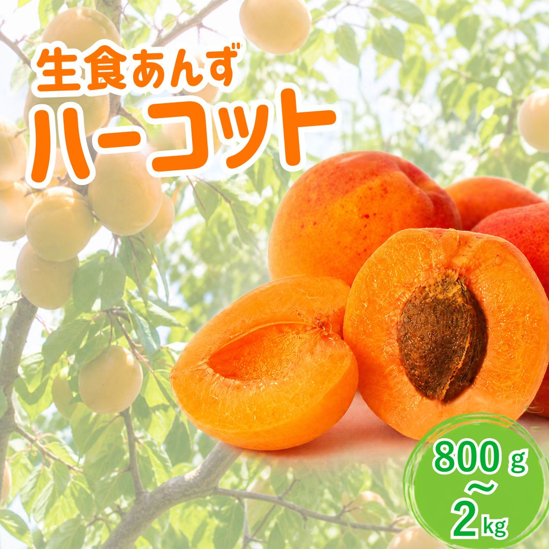 [2027年先行予約]あんず ハーコット(生食/皮ごとOK) 約800g~約2kg | 杏子 アプリコット 生食用 千曲市産 長野県 信州