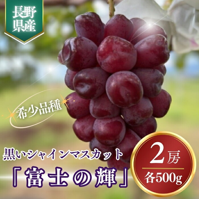 【ふるさと納税】【2026年先行予約】黒いシャインマスカット「富士の輝」 約1kg~約1.2kg｜果物 フルーツ 富士の輝き ブラックシャインマスカット 黒ぶどう 種無し 皮ごと 千曲市 長野県産 信州