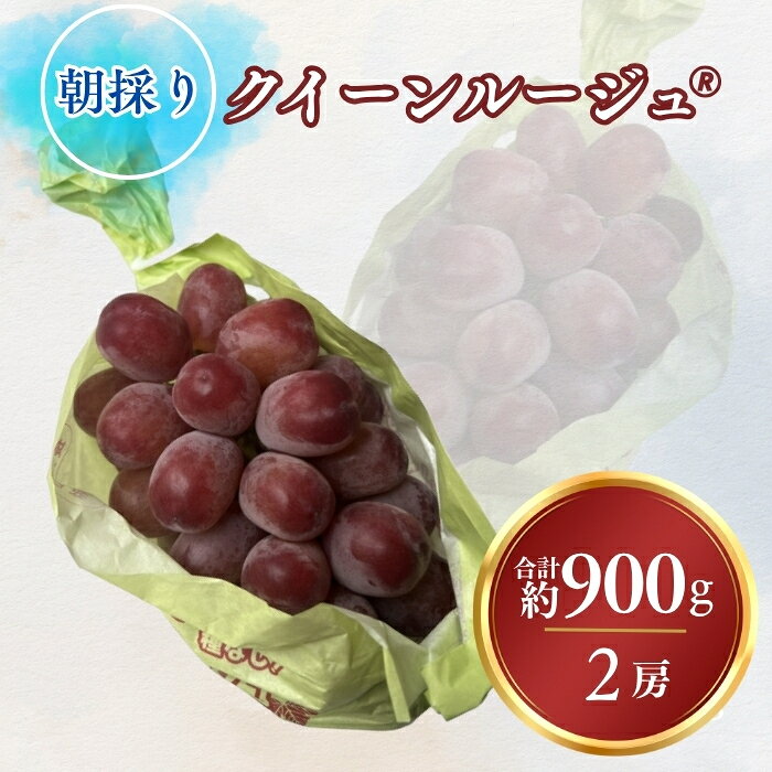[2026年先行予約]ぶどう クイーンルージュ®︎ 合計約900g|果物 フルーツ 赤ぶどう 葡萄 ブドウ 種無し 種なし 皮ごと 千曲市 長野県 信州