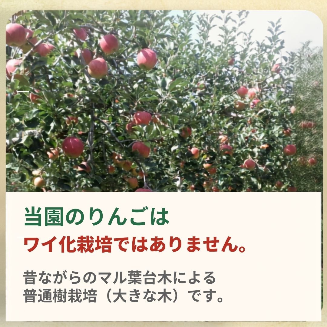 【ふるさと納税】訳あり ふじ 家庭用 キズ有り 約3kg~約5kg| 林檎 リンゴ アップル 果物 くだもの フルーツ 長野県産 信州林檎 信州りんご 信州 長野 千曲市 f202185-chikuma-10001341 長野県千曲市 サンプル画像3