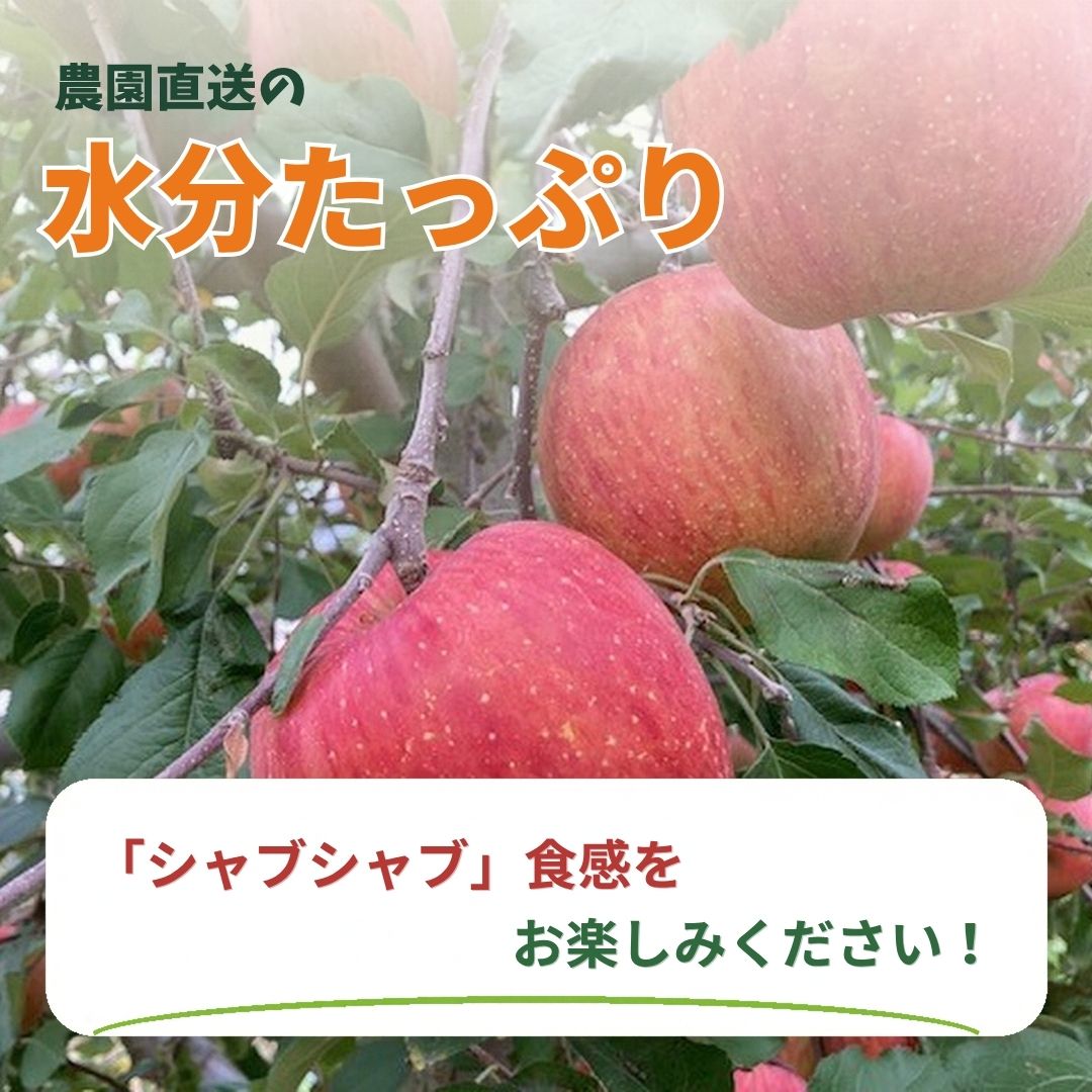 【ふるさと納税】ふじ 家庭用 約3kg~約5kg| 林檎 リンゴ アップル 果物 くだもの フルーツ 長野県産 信州林檎 信州りんご 信州 長野 千曲市 f202185-chikuma-10001342 長野県千曲市 サンプル画像2