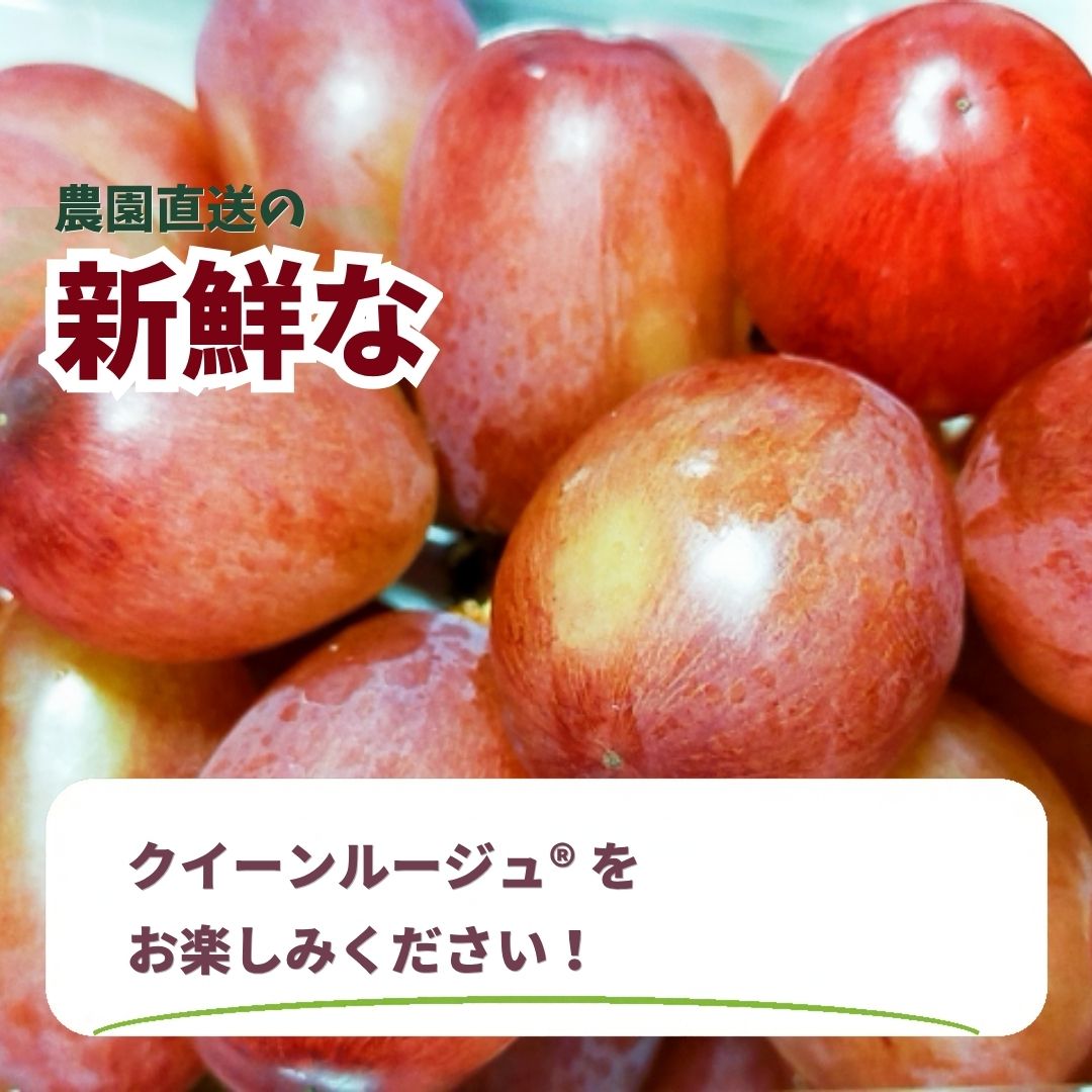 【ふるさと納税】【2027年先行予約】クイーンルージュ®1房 (約400g~約500g)｜赤ぶどう 果物 フルーツ 種なし 皮ごと 信州 特産品 千曲市 長野県産 信州 f202185-chikuma-10001338 長野県千曲市 サンプル画像2