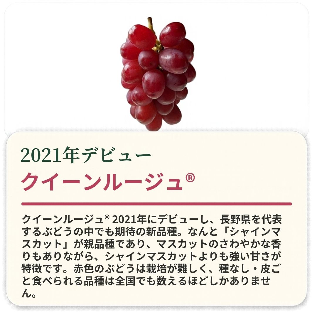 【ふるさと納税】【2027年先行予約】クイーンルージュ®1房 (約400g~約500g)｜赤ぶどう 果物 フルーツ 種なし 皮ごと 信州 特産品 千曲市 長野県産 信州 f202185-chikuma-10001338 長野県千曲市 サンプル画像3