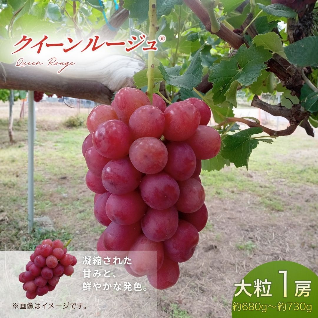 【2026年先行予約】クイーンルージュ® 大粒(約680g~約730g×1房) | 果物 フルーツ 赤ぶどう 葡萄 ブドウ 種無し 種なし 皮ごと 千曲市 長野県 信州