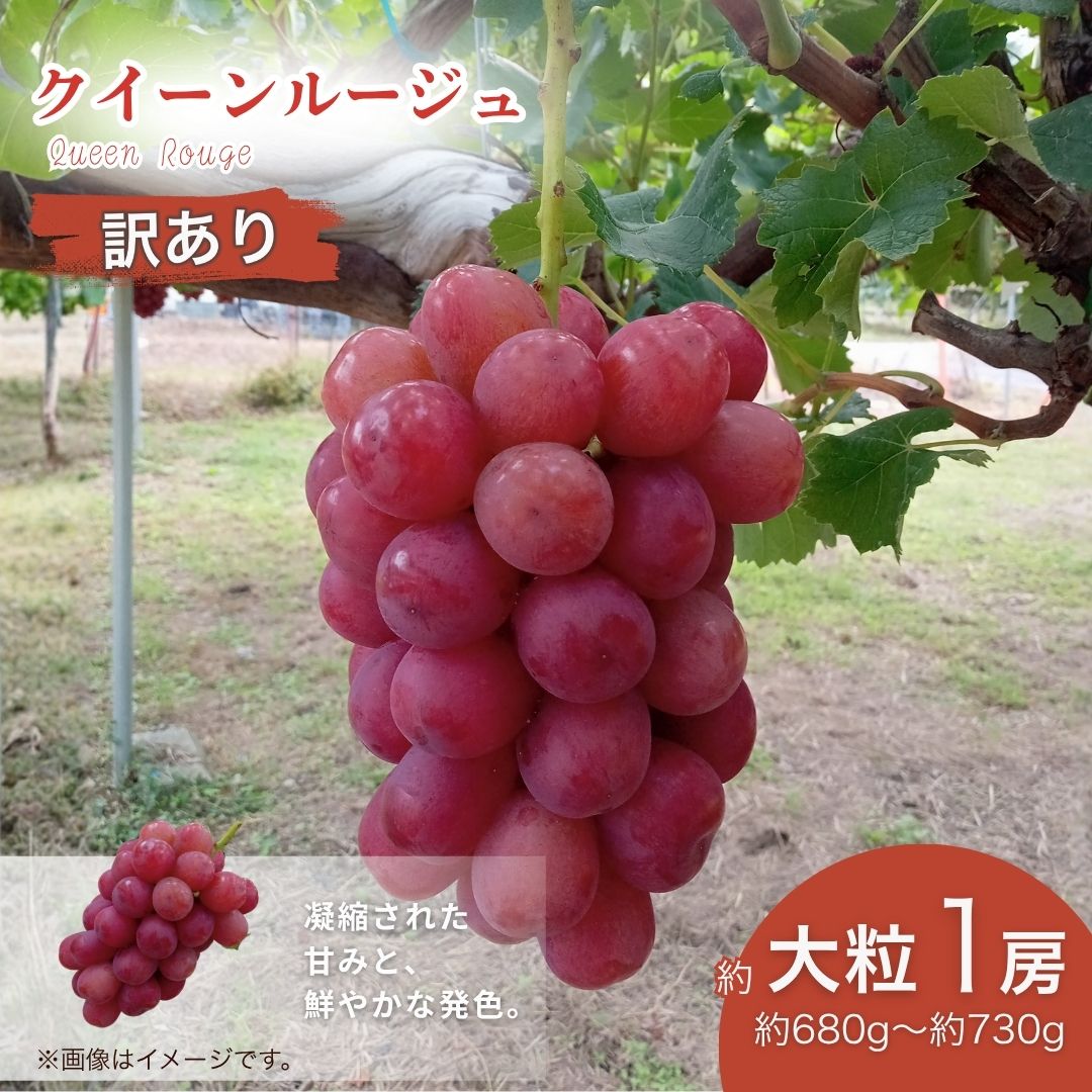 [2026年先行予約]訳あり クイーンルージュ® 大粒(約680g~約730g×1房) | 果物 フルーツ 赤ぶどう 葡萄 ブドウ 種無し 種なし 皮ごと 千曲市 長野県 信州