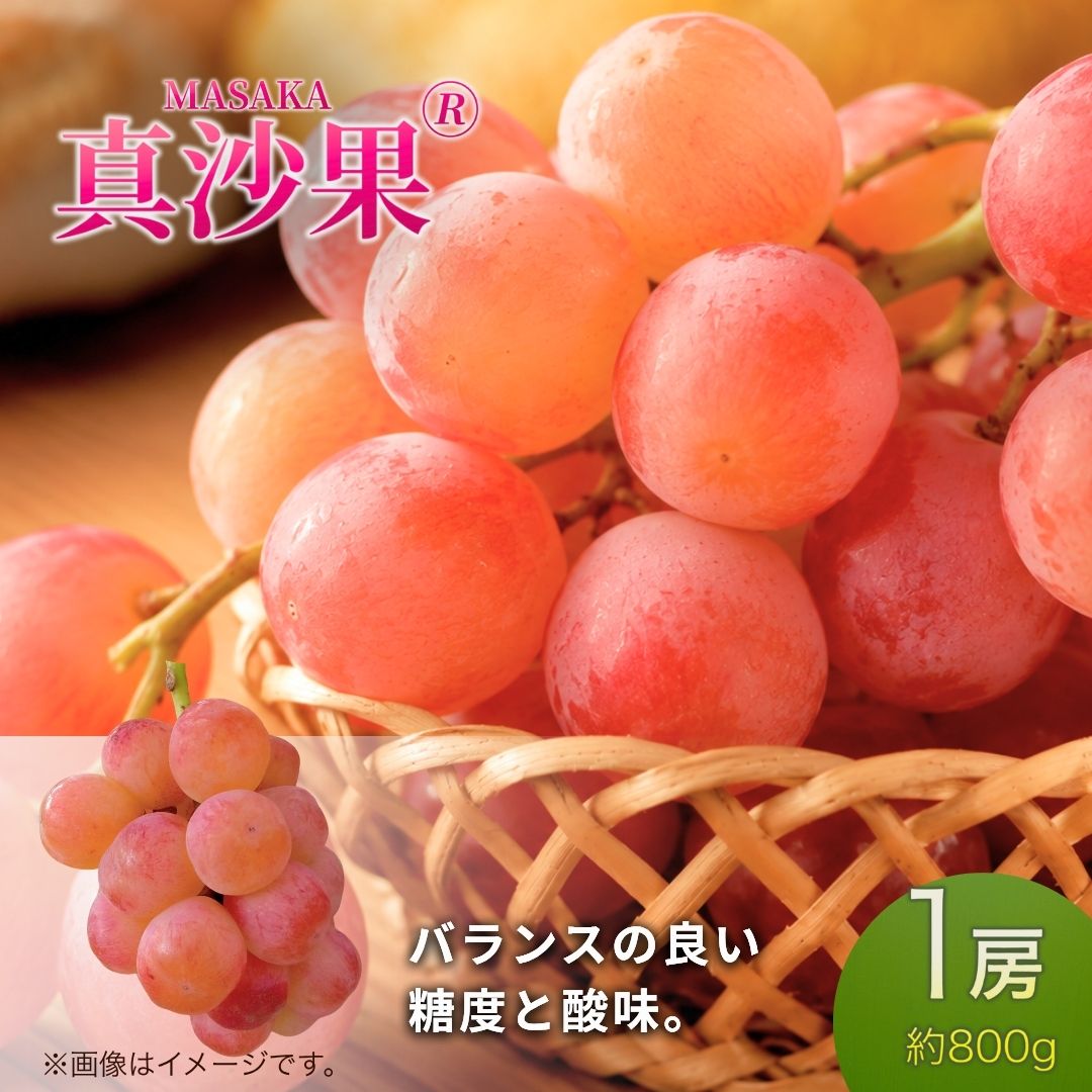 【2026年先行予約】真沙果® まさか (約800g）1房 | 果物 フルーツ 赤ぶどう 葡萄 ブドウ 種無し 種なし 皮ごと 千曲市 長野県 信州