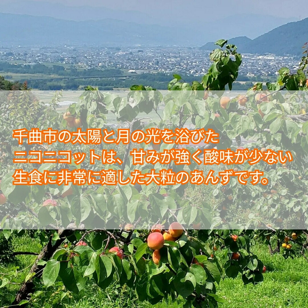 【ふるさと納税】生食ニコニコット 約2kg | あんず 信月 杏子 アンズ アプリコット...