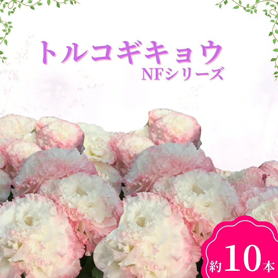 [2026年先行予約]トルコギキョウ(NFシリーズ)| 花束 生花 フラワー とるこぎきょう 信州 長野県 千曲市