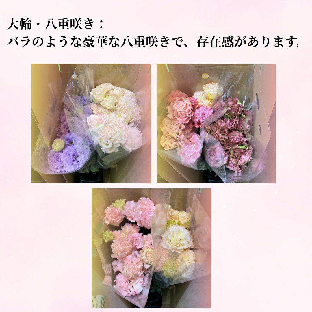 【ふるさと納税】【2026年先行予約】トルコギキョウ（NFシリーズ）｜ 花束 生花 フラワー とるこぎきょう 信州 長野県 千曲市