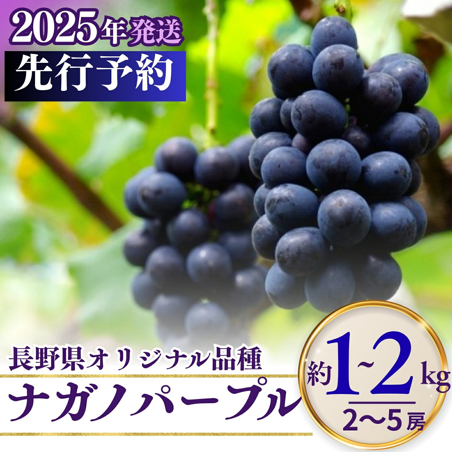 【ふるさと納税】ナガノパープル（約1~2kg）｜ 果物 フルーツ 黒ぶどう 葡萄 ブドウ 種無し 種なし 皮ごと 千曲市 長野県 信州のサムネイル