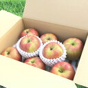 【ふるさと納税】【2025年先行予約】 夏のりんご サンつがる 家庭用 約5kg 訳あり 銀杏ファーム平林 リンゴ 林檎 信州りんご 信州産 長野県産りんご 千...