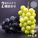 【ふるさと納税】ぶどう 2種詰合せ(シャインマスカット1房とピオーネかナガノパープル1房 合計2房)|葡萄 グレープ 果物 フルーツ 2房 信州ぶどう 信州葡萄 産地直送 種無し 皮ごと食べれる 黒ぶどう長野パープル 信州 長野 千曲市 送料無料