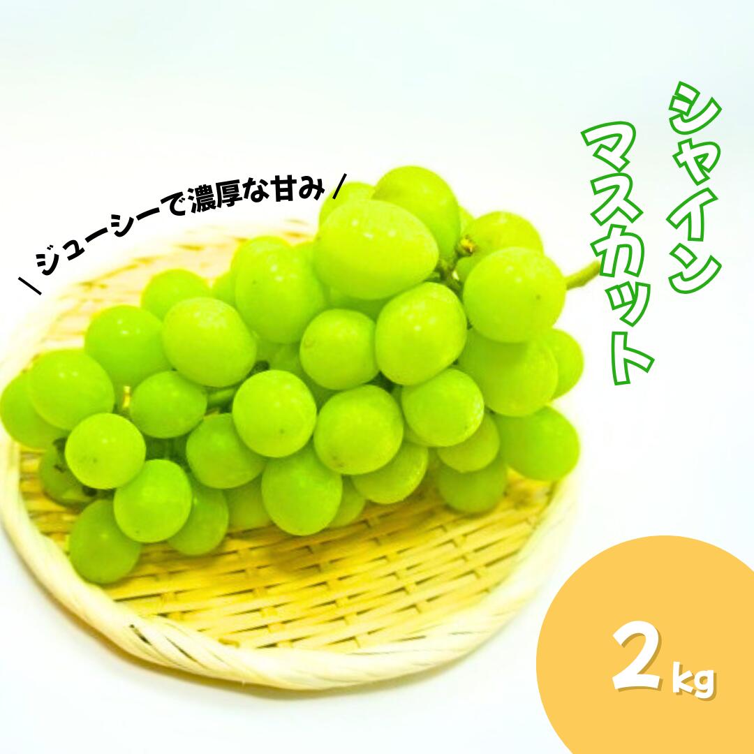 [2025年先行予約][9月中旬頃~発送予定]朝採り!千曲市産 シャインマスカット 2kg ぶどう ブドウ 葡萄 信州 長野県