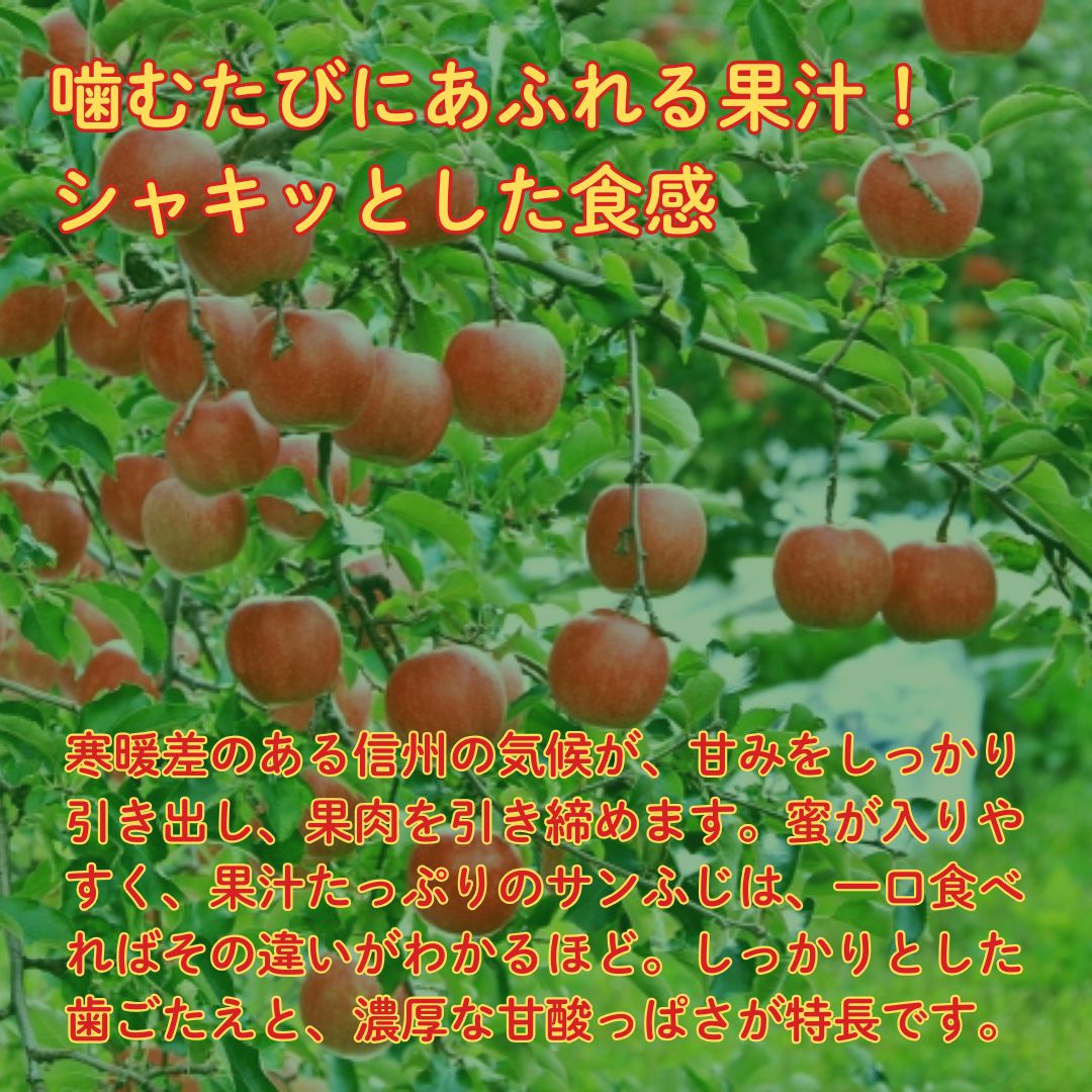 【ふるさと納税】【2026年先行予約】サンふじ 約3kg| 林檎 リンゴ アップル 果物 くだもの フルーツ 3キロ お取り寄せ 産地直送 長野県産 信州林檎 信州りんご 信州 長野 千曲市 f202185-chikuma-10000921 長野県千曲市 サンプル画像2