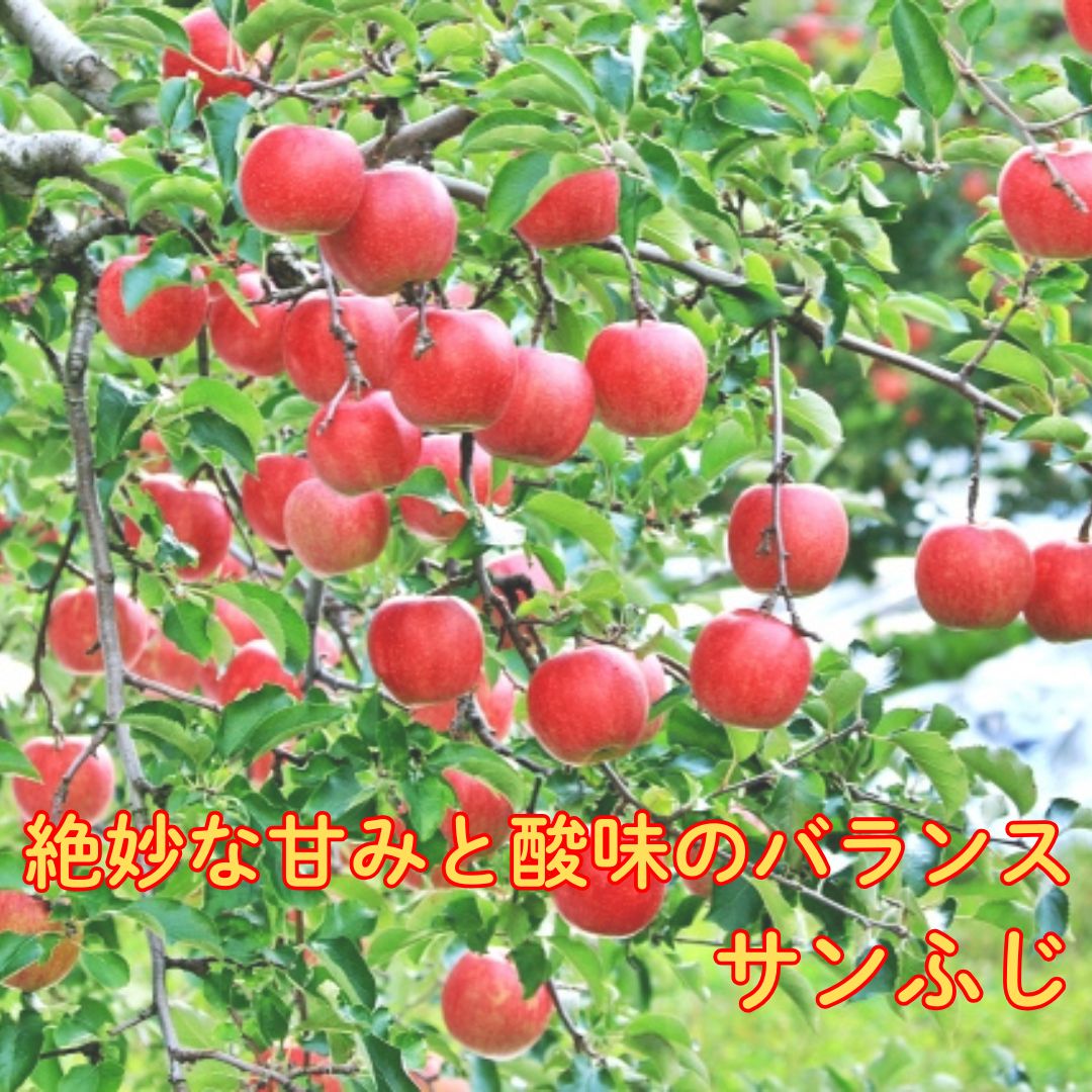 【ふるさと納税】【2026年先行予約】サンふじ...の紹介画像2