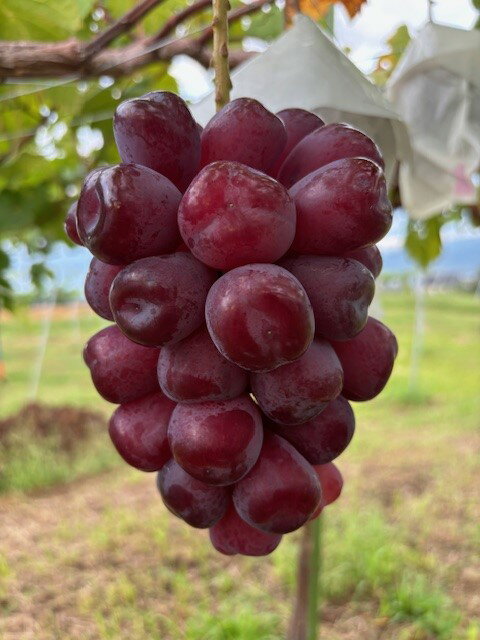 【ふるさと納税】 黒いシャインマスカット「富士の輝」 約1kg~約1.2kg｜果物 フルーツ 富士の輝き ブラックシャインマスカット 黒ぶどう 種無し 皮ごと 千曲市 長野県産 信州のサムネイル