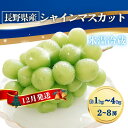 【ふるさと納税】氷温貯蔵シャインマスカット 約1~4kg(2~8房)|葡萄 グレープ 果物 フルーツ シャインマスカット 信州ぶどう 信州葡萄 産地直送 種無し 皮ごと食べれる 白ぶどう マスカット 熟成 信州 長野 千曲市