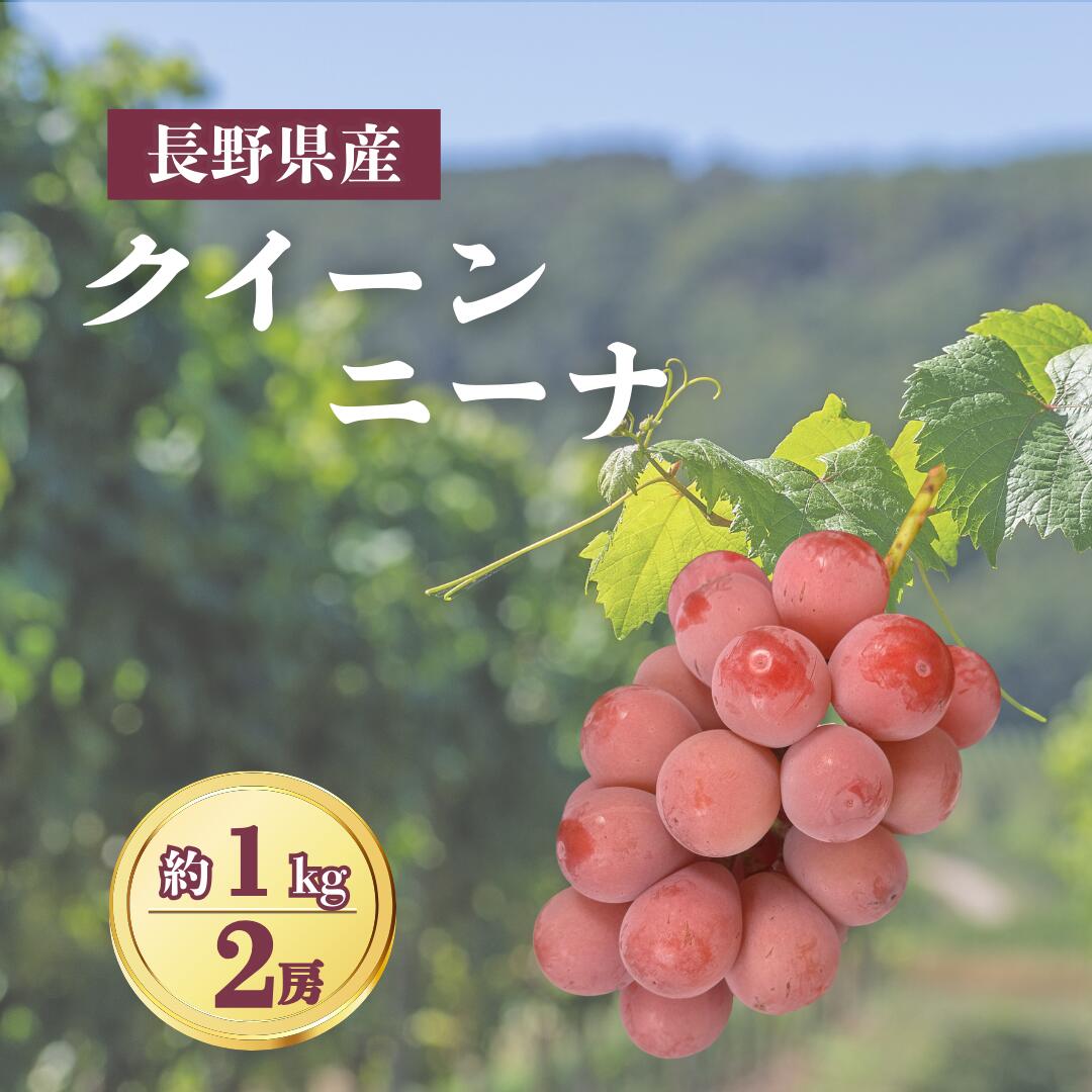 【ふるさと納税】ぶどう クイーンニーナ 約1kg(2~3房)|葡萄 グレープ 果物 フルーツ クイーンニーナ1kg 信州ぶどう 信州葡萄 産地直送 種無し 皮ごと食べれる シャインマスカットとユニコーンから誕生 赤ぶどう 信州 長野 千曲市 送料無料のサムネイル