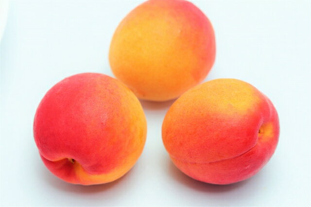 【ふるさと納税】【2025年先行予約】あんず ハーコット 家庭用 約1.5kg/約2kg/約3kg｜ 果物 フルーツ 杏子 アンズ アプリコット 千曲市 長野県 信州のサムネイル