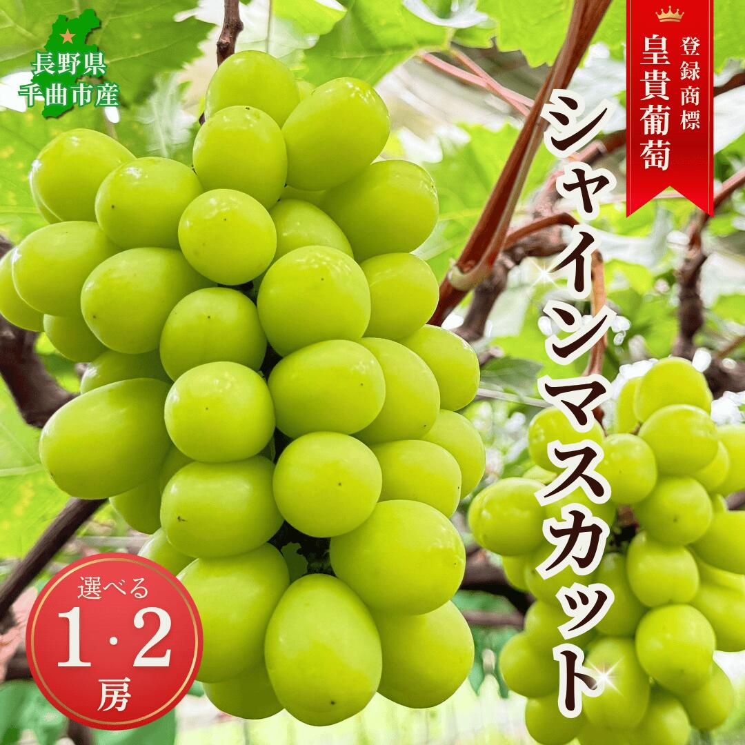 【ふるさと納税】【2026年先行予約】シャインマスカット 加湿ハウス栽培 最上級品 1房/2房|葡萄 グレープ 果物 フルーツ シャインマスカット 1kg 2kg 信州ぶどう 信州葡萄 産地直送 種無し 皮ごと食べれる 白ぶどう マスカット 信州 長野 千曲市 送料無料