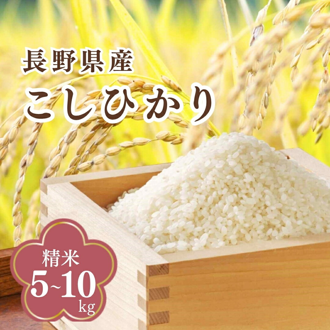 【ふるさと納税】コシヒカリ 精米 5kg/10kg 令和7年産| 信州 長野 千曲市 送料無料のサムネイル