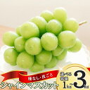 【ふるさと納税】ぶどう シャインマスカット 1kg(2~3房)/約1.5kg(3房)/約2kg(4~5房)/約3kg5~6房)|葡萄 グレープ 果物 フルーツ シャインマスカット 産地直送 種無し 皮ごと食べれる 白ぶどう マスカット 信州 長野 千曲市 送料無料