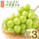 【ふるさと納税】【2025年先行予約】シャインマスカット 約500g(1房)|約1.1kg(2房)/約1.5kg(2房から3房)/約2kg(3房から5房)/約3kg(4房から6房)| 果物 フルーツ 白ぶどう 葡萄 ブドウ 種無し 種なし 皮ごと 千曲市 長野県 信州