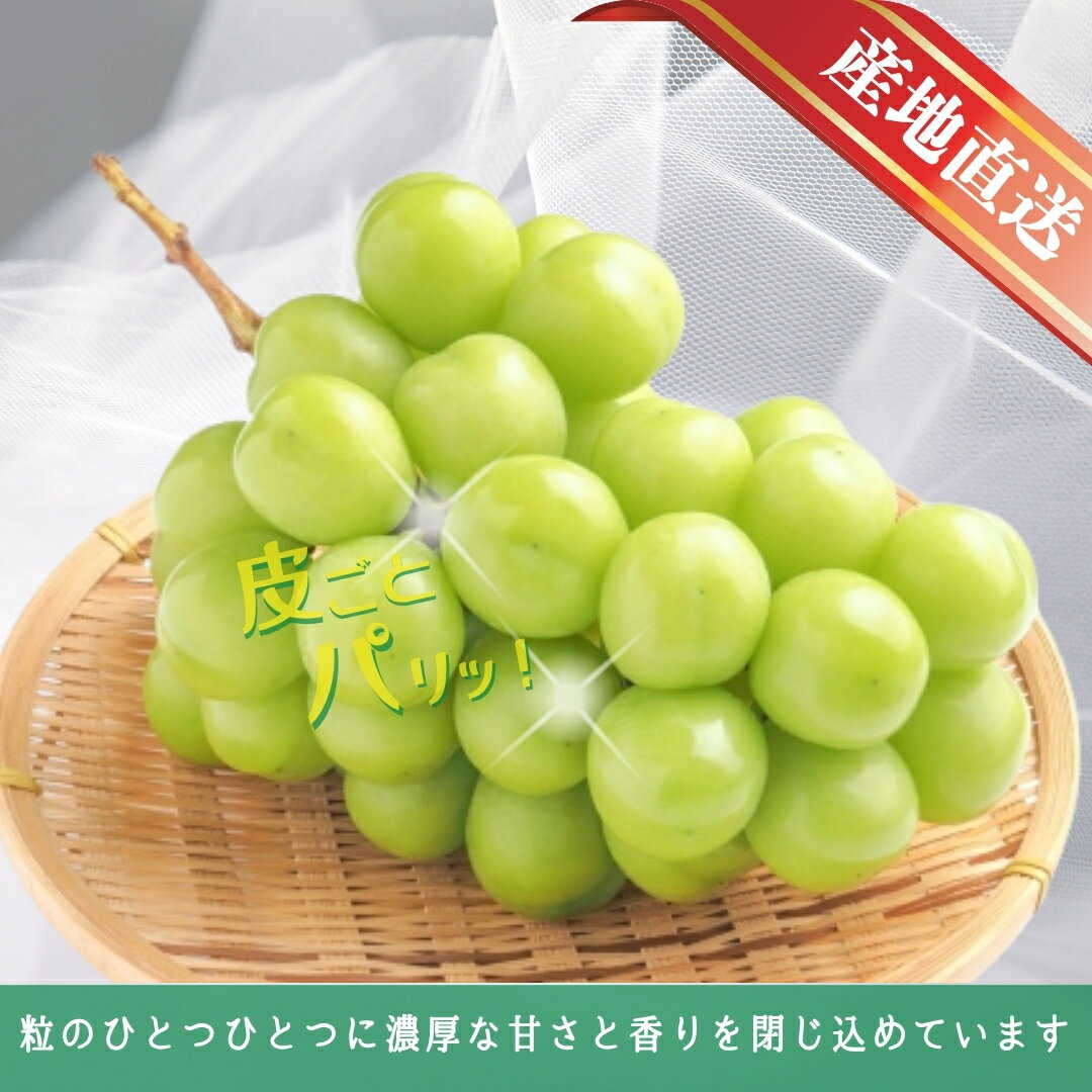 【ふるさと納税】【2026年先行予約】シャインマスカット 約1.5kg / 約2kg｜ 果物 フルーツ 白ぶどう 葡萄 ブドウ 種無し 種なし 皮ごと 千曲市 長野県 信州