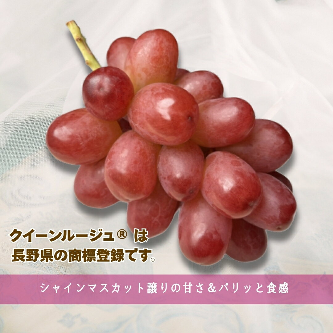 【ふるさと納税】【2026年先行予約】ぶどう クイーンルージュ® 約1.5kg / 約2kg｜ 果物 フルーツ 赤ぶどう 葡萄 ブドウ 種無し 種なし 皮ごと 千曲市 長野県 信州