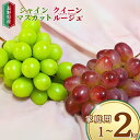 【ふるさと納税】シャインマスカット&クイーンルージュ® 家庭用 1kg(各1房/計2房)/2kg(各2房/計4房)|葡萄 果物 フルーツ シャインマスカット クイーンルージュ 合計 2kg 産地直送 種無し 皮ごと食べれる 信州 長野 千曲市 送料無料