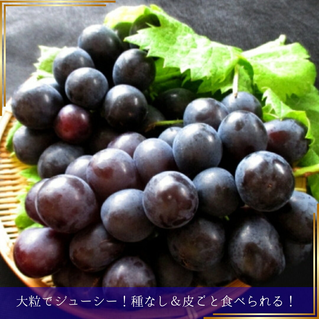 【ふるさと納税】【2026年先行予約】ぶどう ナガノパープル 約1.5kg / 約2kg｜ 果物 フルーツ ぶどう 葡萄 ブドウ 種無し 種なし 皮ごと 千曲市 長野県 信州