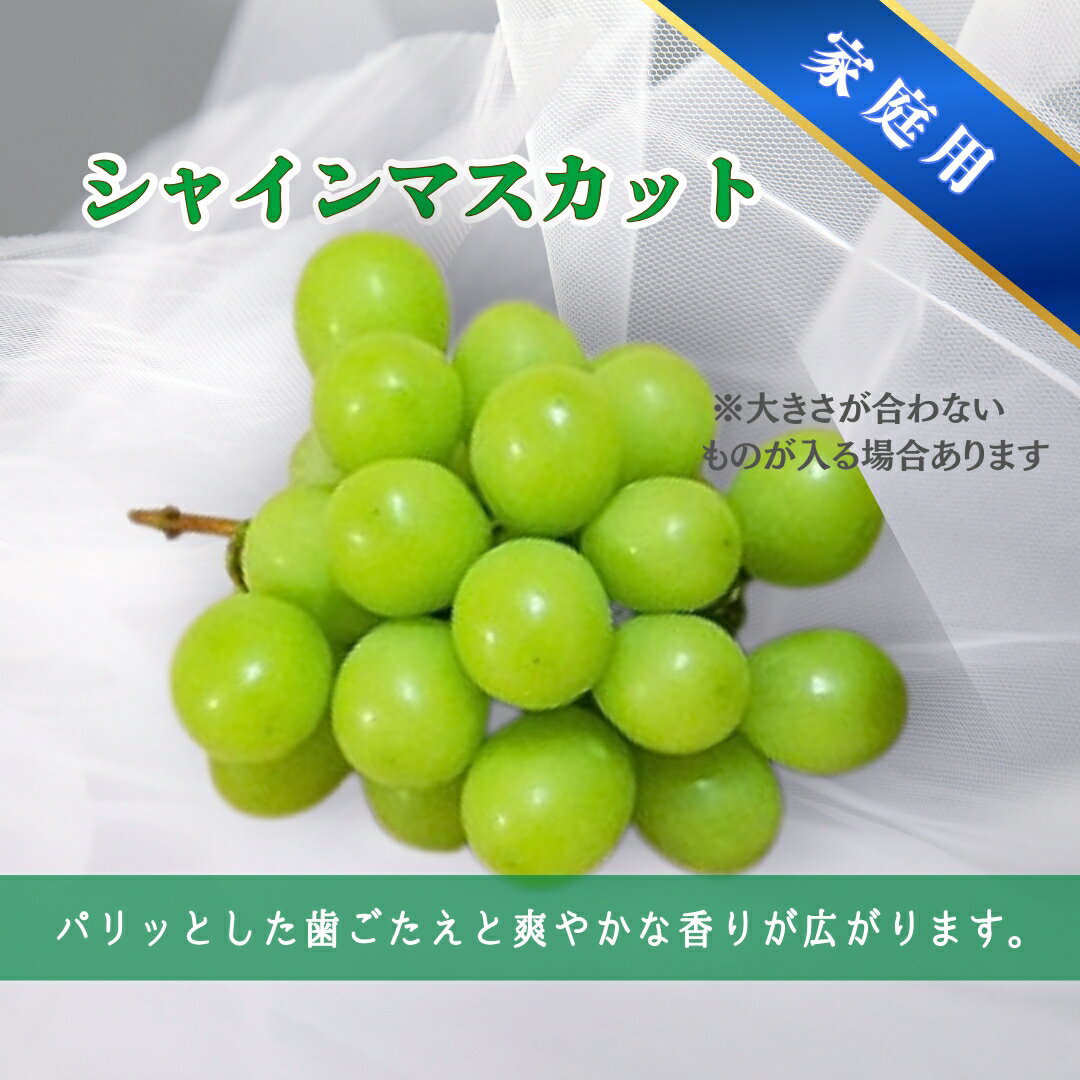 【ふるさと納税】【2026年先行予約】家庭用 シャインマスカット＆ナガノパープル 約1.5kg / 約2kg｜ 果物 フルーツ 白ぶどう 黒ぶどう 葡萄 ブドウ 種無し 種なし 皮ごと 千曲市 長野県 信州