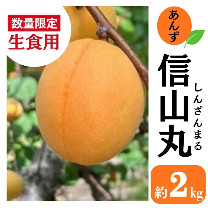 【ふるさと納税】【数量限定】生食用 あんず (信山丸) 約2kg|杏子 アプリコット 果物 新山丸  ...
