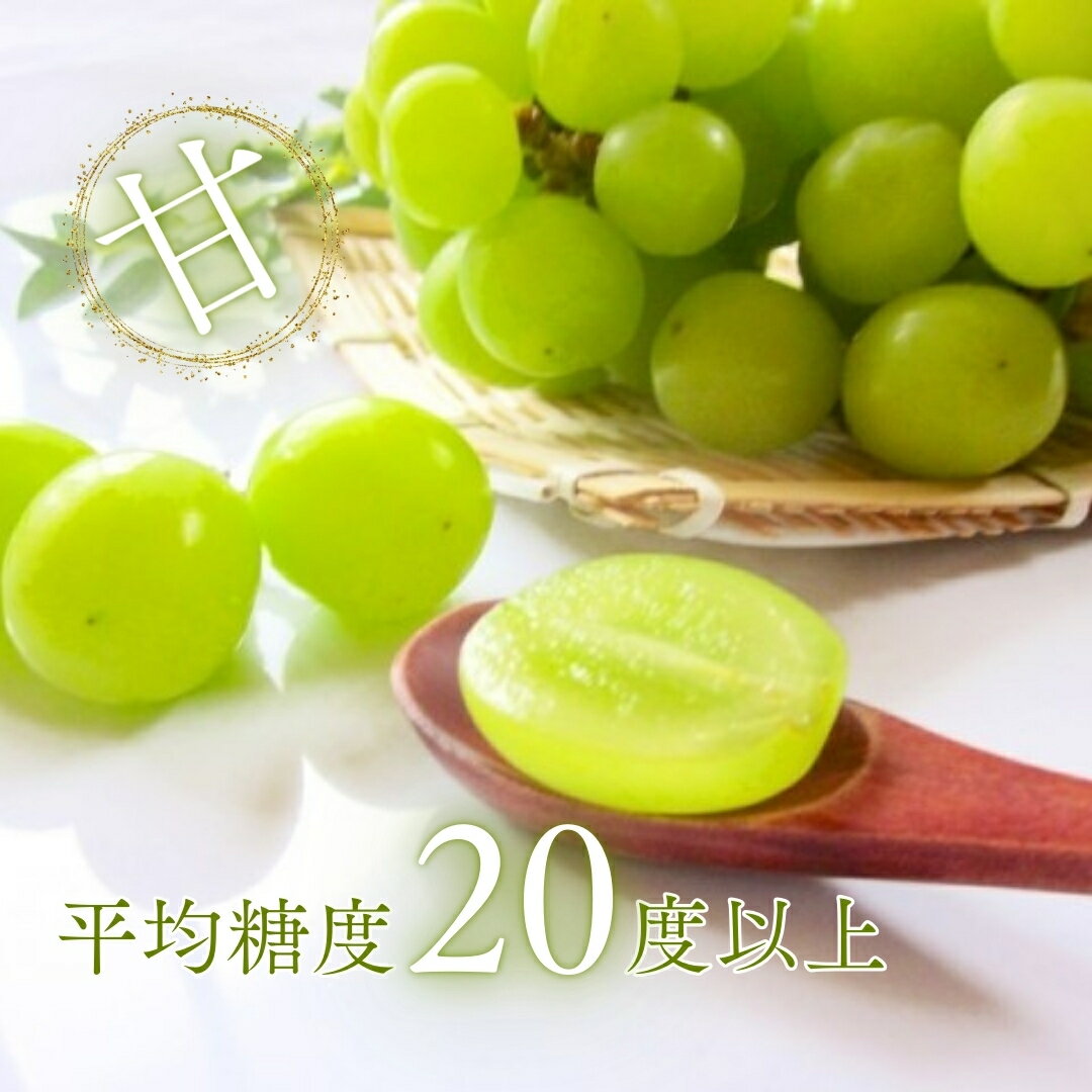 【ふるさと納税】【2026年先行予約】シャインマスカット 400g以上(1房) | 葡萄 グレープ 果物 フルーツ シャインマスカット 信州ぶどう 信州葡萄 産地直送 種無し 皮ごと食べれる 白ぶどう マスカット お取り寄せ 信州 長野 千曲市