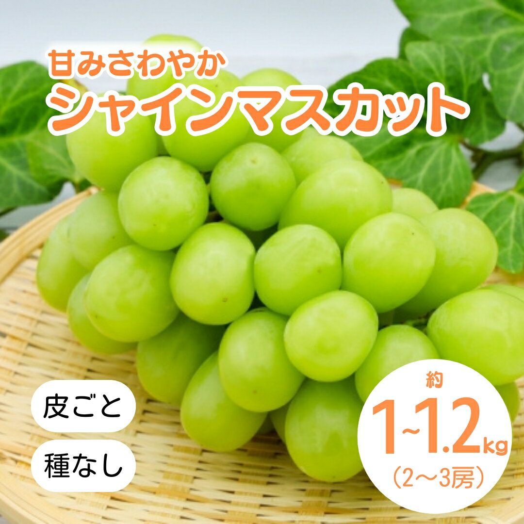 【ふるさと納税】【2026年先行予約】シャインマスカット 約1kg~1.2kg(2~3房)｜ ぶどう 葡萄 白ぶどう 種無し 種なし 皮ごと 千曲市 長野県産 信州