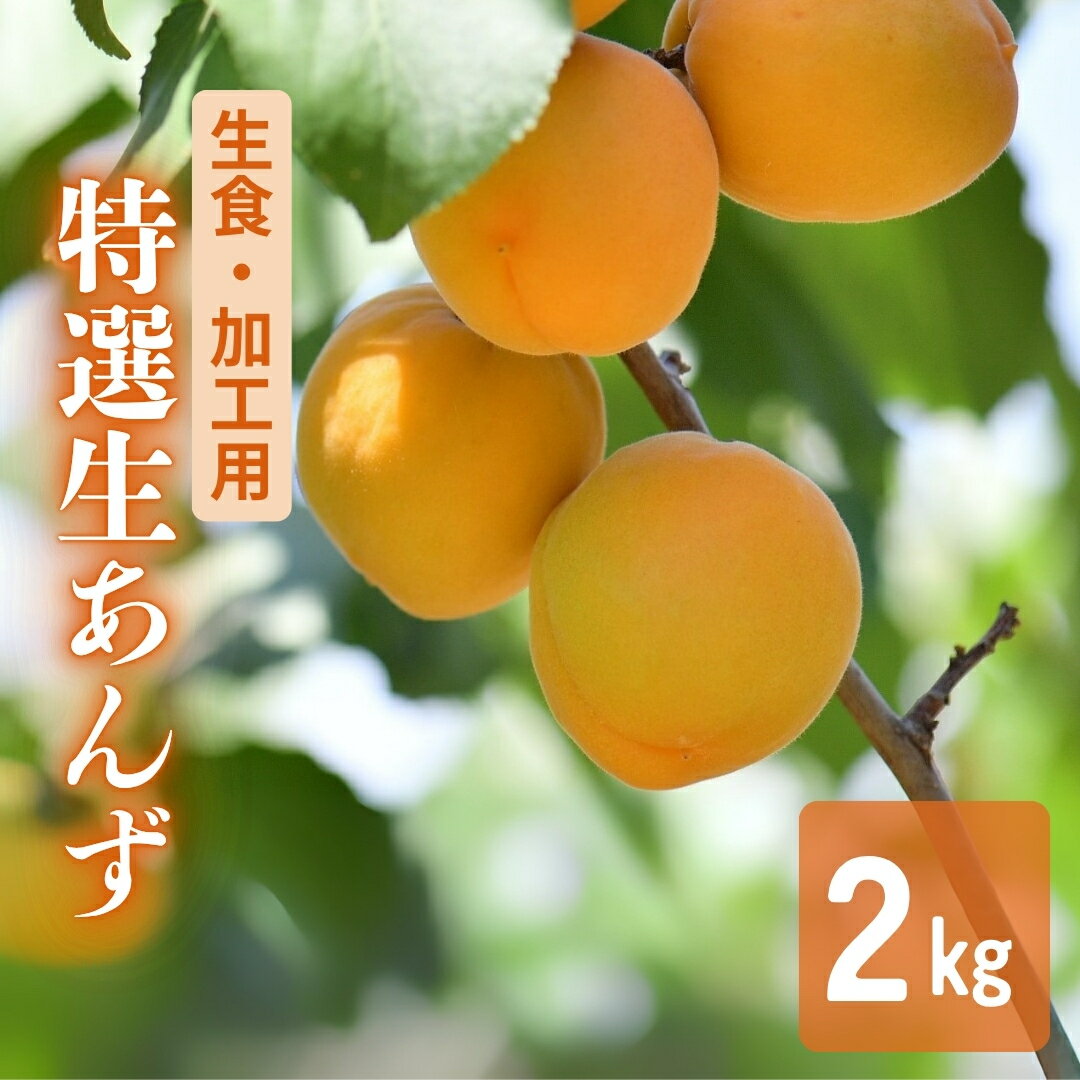 【ふるさと納税】あんず 生食＆加工用 約2kg|杏子 アプリコット 果物 2kg 産地直送 生食用 加工用 信州 長野 千曲市 送料無料