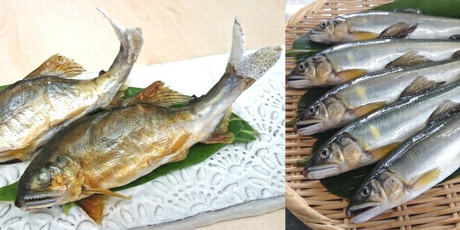 【ふるさと納税】 川魚の王様 おどり鮎の塩焼き 5尾(蓼酢付き) ｜ 川魚 鮎 塩焼き 特産品 千曲市 長野県