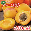 2位! 口コミ数「2件」評価「3」生食用 あんず ハーコット (約500g×4パック) ｜ 先行予約 ハーコット あんず 生あんず 生食用 フルーツ 特産品 千曲市 長野県