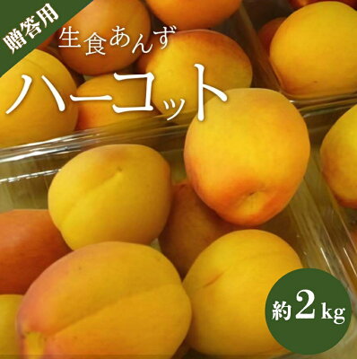 楽天ふるさと納税　【ふるさと納税】 【2024年発送 先行予約】贈答用ハーコット約2kg｜ あんず 杏 ハーコット フルーツ 特産品 千曲市 長野 先行 予約 くだもの 数量 期間 限定 人気 品種 希少 贈答用